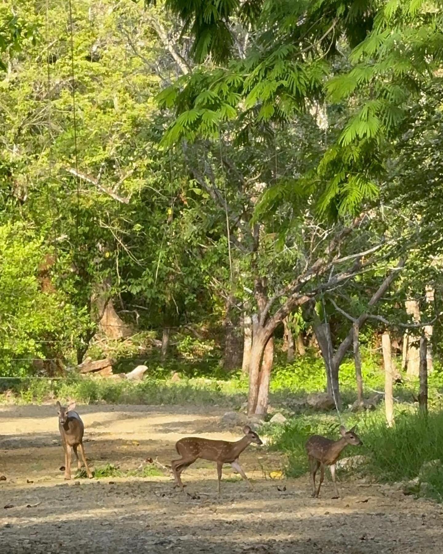 Cabuya  Deer House Cabuya 아파트 외부 사진